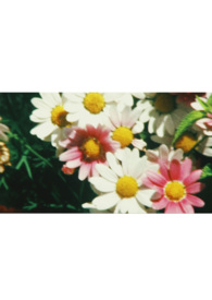 ��ͬ�ˡ���˪