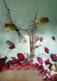 ���b�ϻ�����è